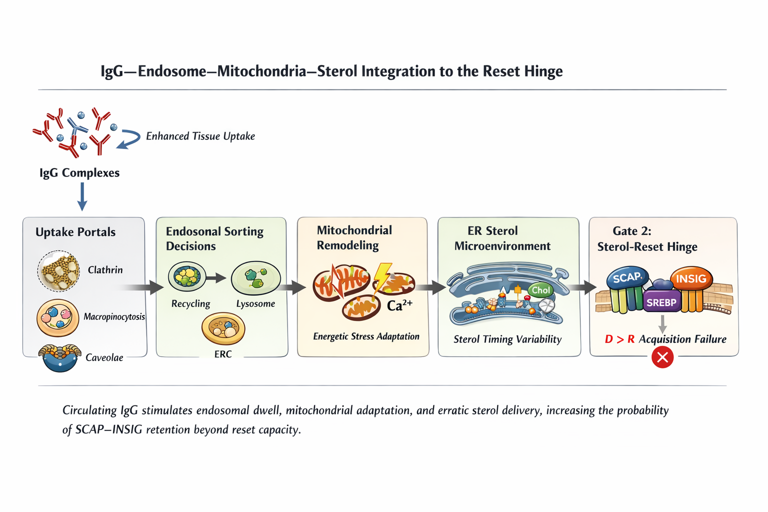 Diagram showing IgG complexes entering via uptake portals, influencing endosomal sorting, mitochondrial remodeling, ER sterol microenvironment variability, and converging on SCAP–INSIG retention at Gate 2 when D greater than R.